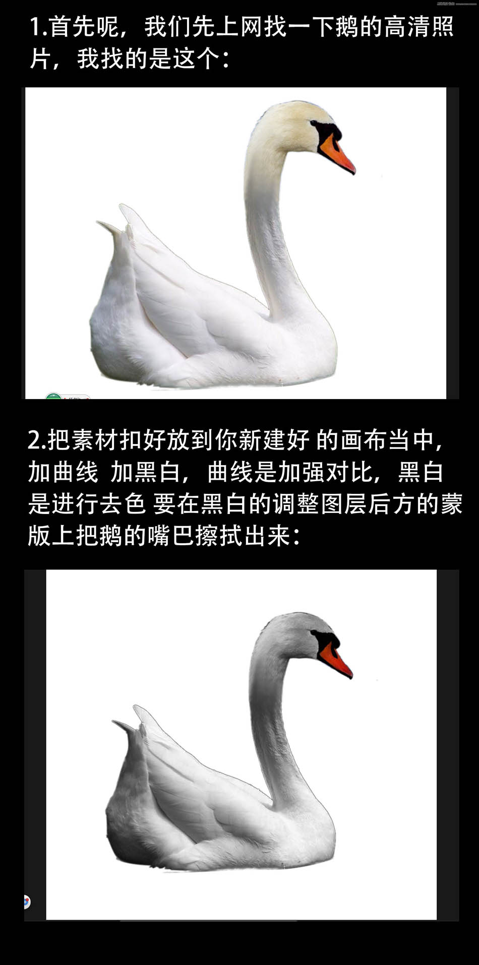 ps设计超酷的黑天鹅海报