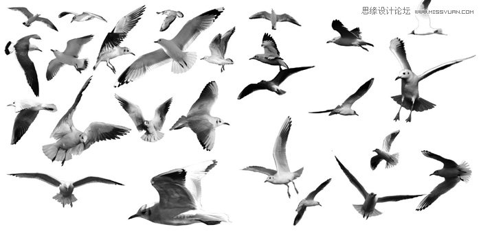 PS制作美女人像被鸟群打散特效