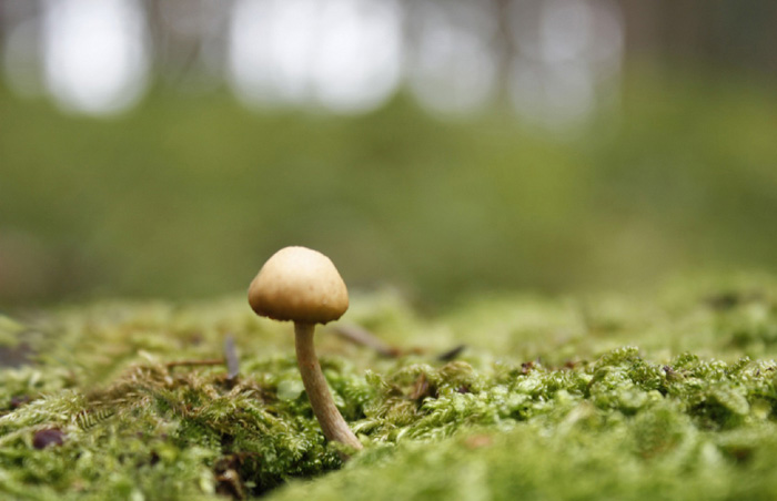 用PS合成坐在蘑菇上的可爱小天使场景