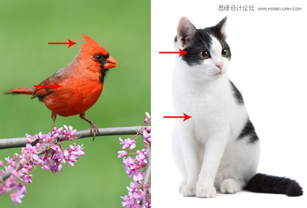 用PS绘制可爱的愤怒的小鸟