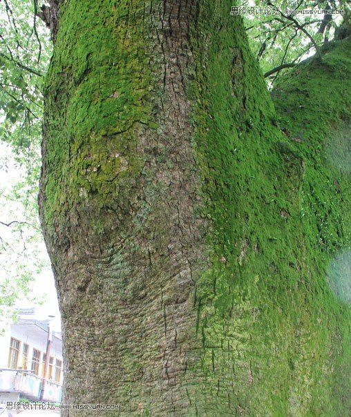 PS合成超酷逼真的人头树木教程