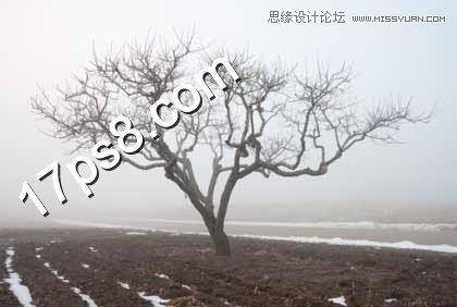 PS合成在野外成长的枯树场景