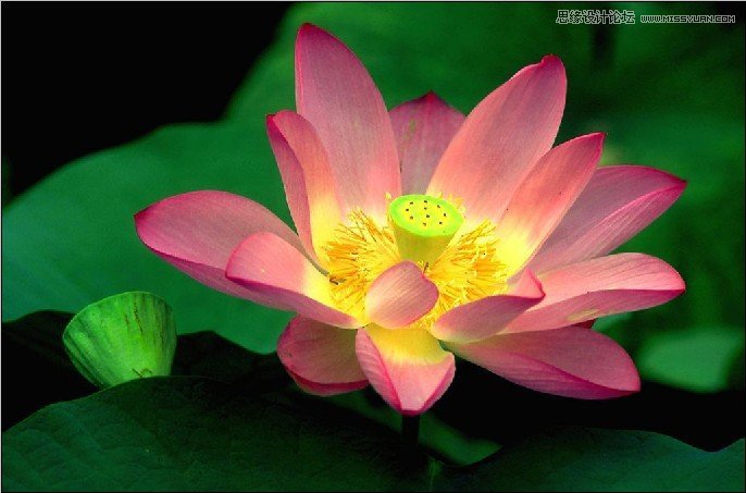 PS深度解析蒙版的应用和技巧