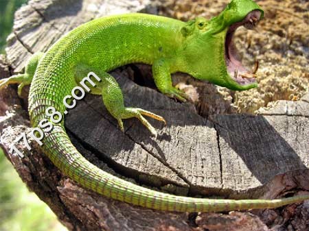 PS合成河马头效果的蜥蜴教程