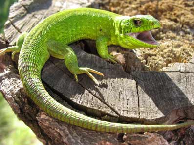 PS合成河马头效果的蜥蜴教程