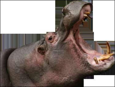 PS合成河马头效果的蜥蜴教程