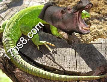 PS合成河马头效果的蜥蜴教程