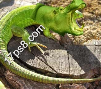 PS合成河马头效果的蜥蜴教程