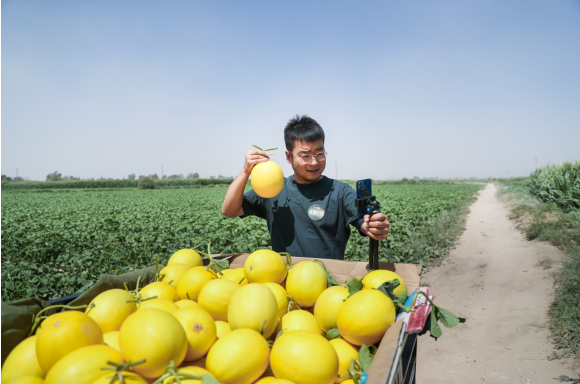 助力乡村振兴,抖音电商“富域计划”甘肃沙地开播卖瓜