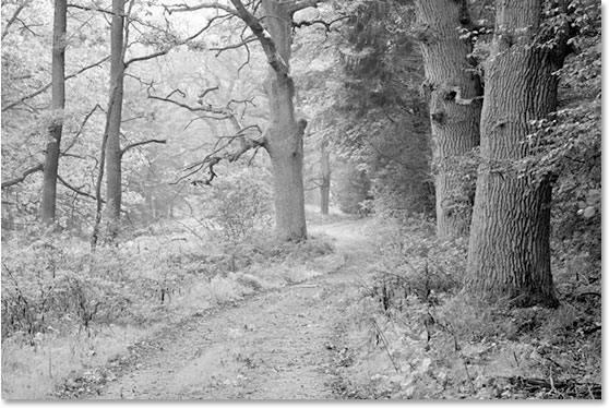 使用 Ps 的红外照片效果