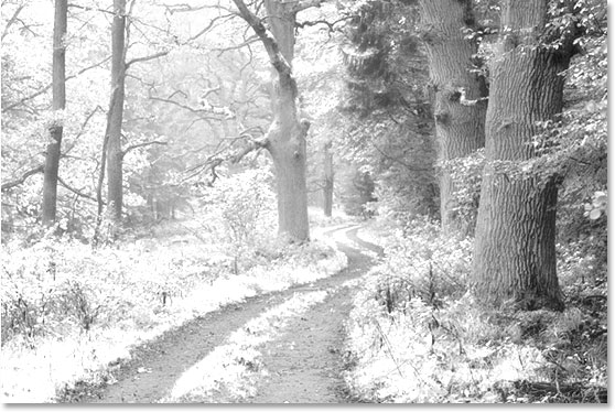 使用 Ps 的红外照片效果