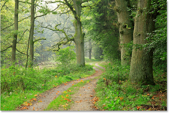 使用 Ps 的红外照片效果