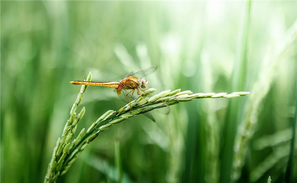 我国水稻技术重要突破:一年能割6次