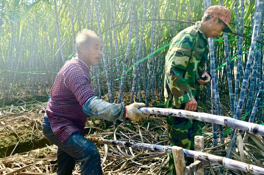 叮咚买菜启动“绿水青山”计划 助力乡村振兴共走富裕路